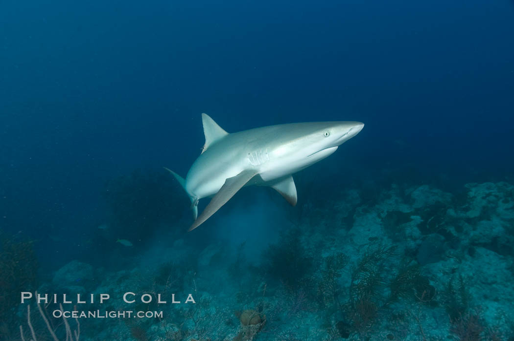 Caribbean reef shark swims over a coral reef. Bahamas, Carcharhinus perezi, natural history stock photograph, photo id 10607