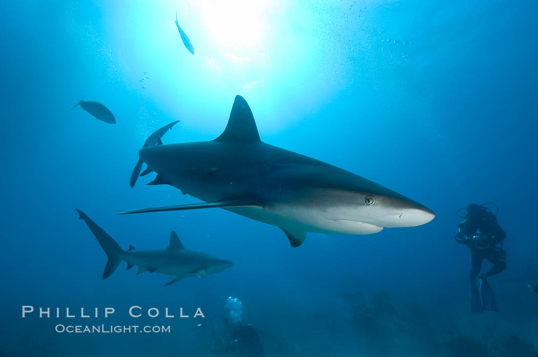 Caribbean reef shark. Bahamas, Carcharhinus perezi, natural history stock photograph, photo id 10615