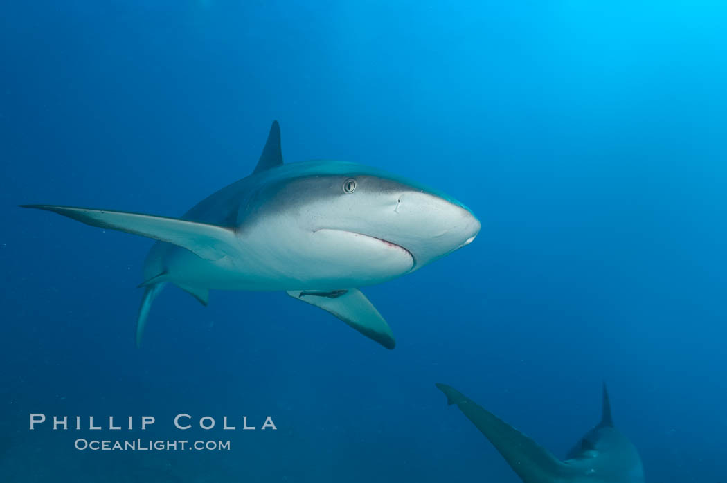 Caribbean reef shark. Bahamas, Carcharhinus perezi, natural history stock photograph, photo id 10585