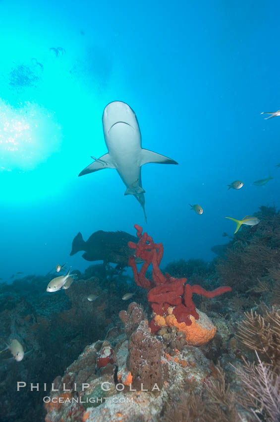 Caribbean reef shark swims over a coral reef. Bahamas, Carcharhinus perezi, natural history stock photograph, photo id 10589