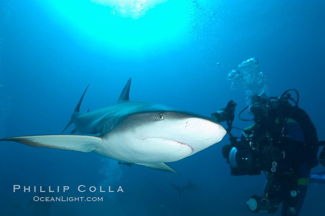 Caribbean reef shark swims in front of underwater photographer Jim Abernethy. Bahamas, Carcharhinus perezi, natural history stock photograph, photo id 10593