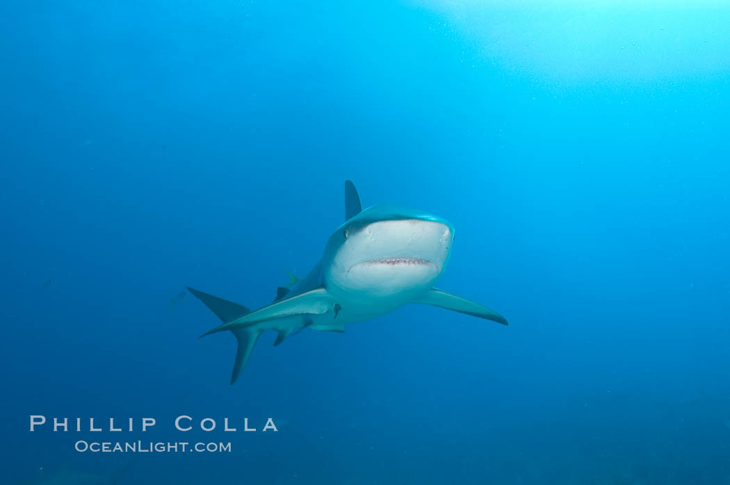 Caribbean reef shark. Bahamas, Carcharhinus perezi, natural history stock photograph, photo id 10597