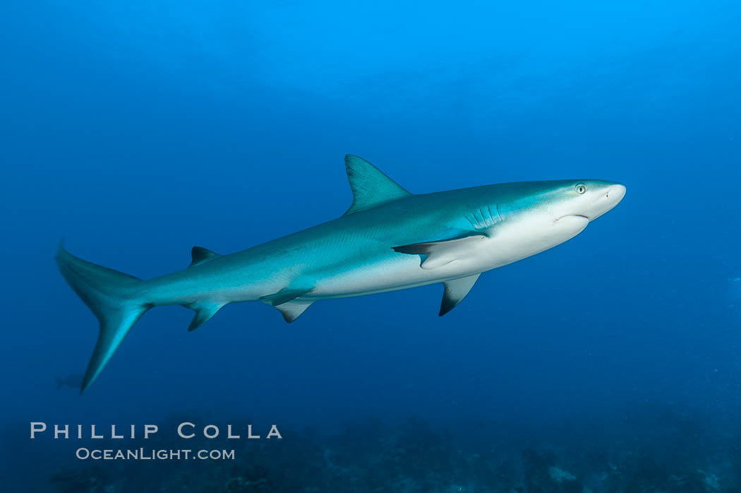 Caribbean reef shark. Bahamas, Carcharhinus perezi, natural history stock photograph, photo id 10605