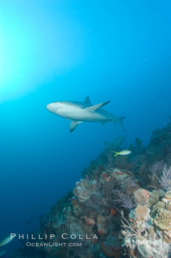 Caribbean reef shark swims over a coral reef. Bahamas, Carcharhinus perezi, natural history stock photograph, photo id 10609