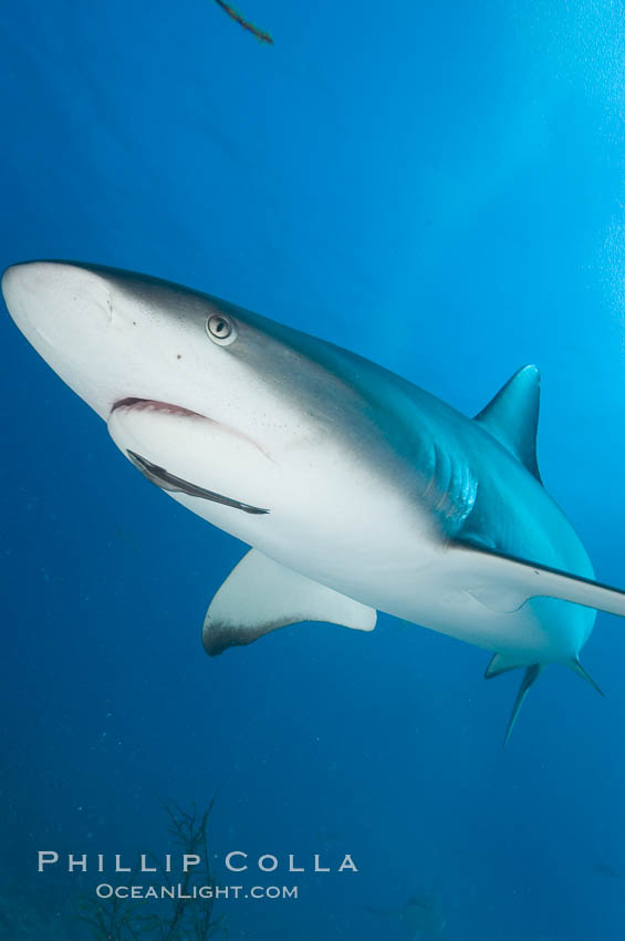 Caribbean reef shark with small sharksucker visible on underside. Bahamas, Carcharhinus perezi, Echeneis naucrates, natural history stock photograph, photo id 10617