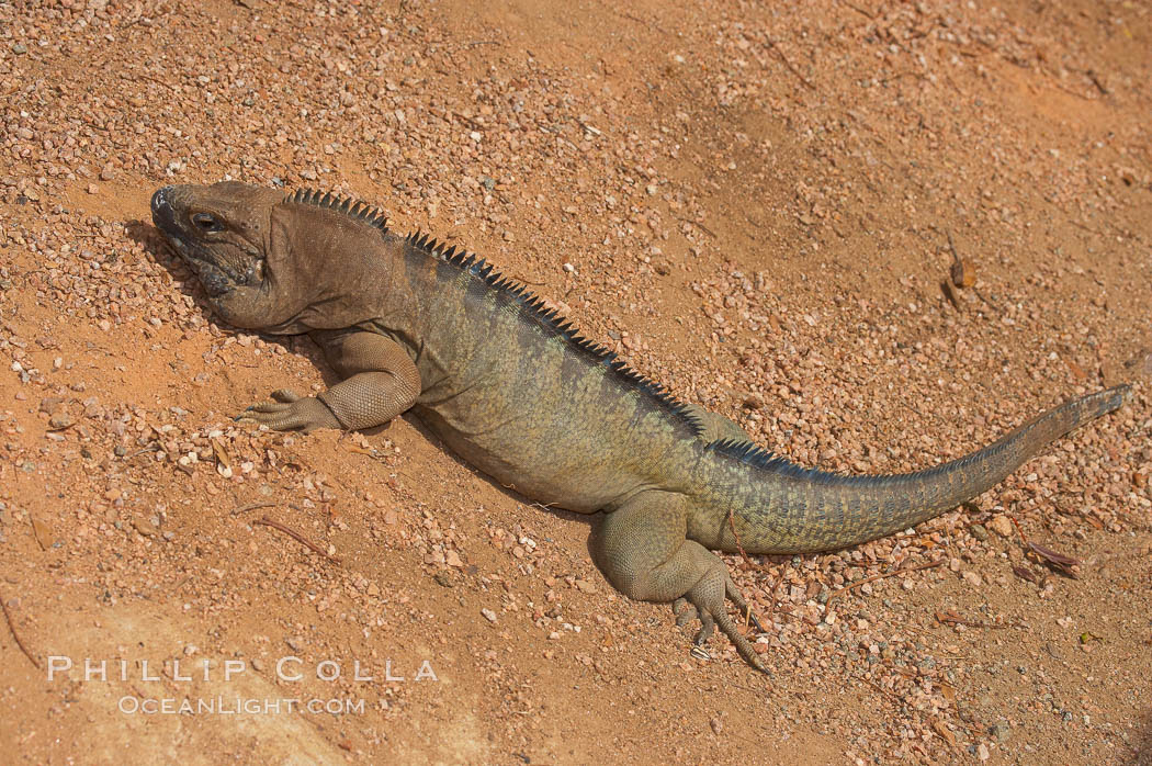 Caribbean rock iguana.  Rock iguanas play an important role in the Caribbean islands due to their diet of fruits, flowers and leaves.  The seeds pass through the digestive tract of the iguana and are left behind in its droppings, helping to spread the seeds the grow new plants., Cyclura, natural history stock photograph, photo id 12825