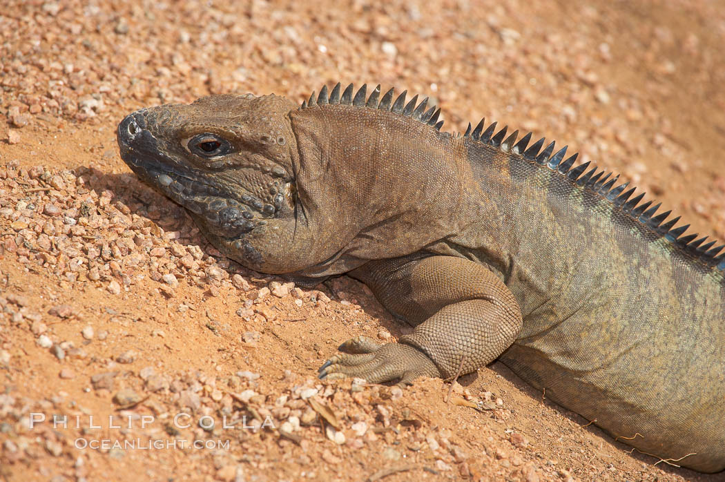 Caribbean rock iguana.  Rock iguanas play an important role in the Caribbean islands due to their diet of fruits, flowers and leaves.  The seeds pass through the digestive tract of the iguana and are left behind in its droppings, helping to spread the seeds the grow new plants., Cyclura, natural history stock photograph, photo id 12824