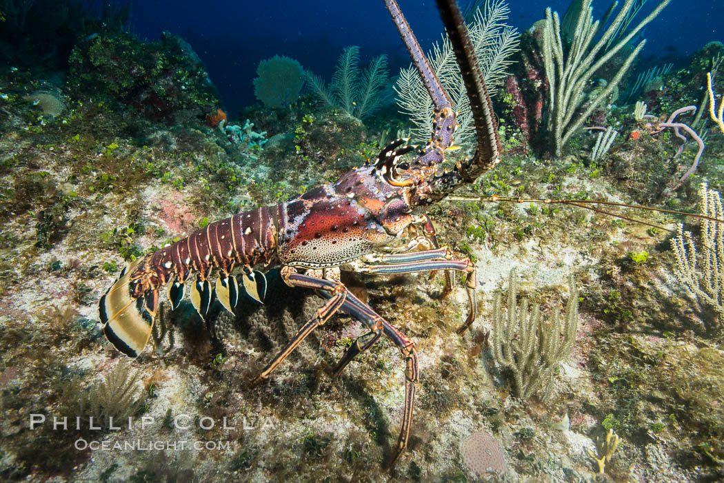 Caribbean spiny lobster, Panulirus argus, Grand Cayman Island. Cayman Islands, natural history stock photograph, photo id 32254
