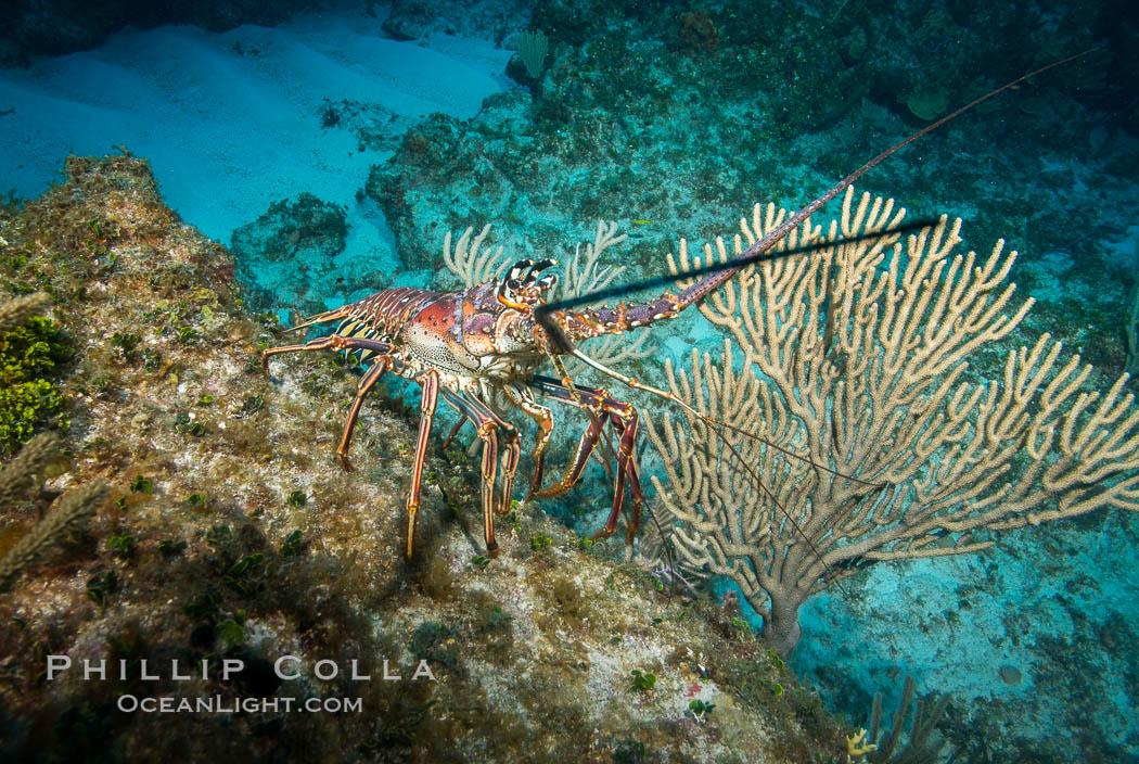 Caribbean spiny lobster, Panulirus argus, Grand Cayman Island. Cayman Islands, natural history stock photograph, photo id 32252