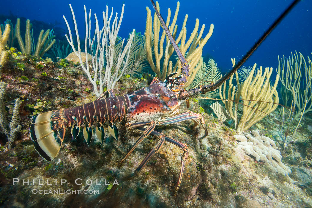 Image 32253, Caribbean spiny lobster, Panulirus argus, Grand Cayman Island. Cayman Islands, Phillip Colla, all rights reserved worldwide. Keywords: caribbean, cayman, cayman islands, grand cayman, nature, ocean, oceans, panulirus argus, spiny lobster, tropical.