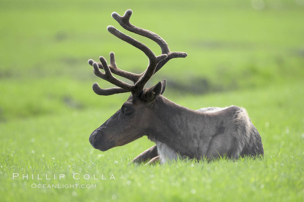 Caribou (reindeer)., Rangifer tarandus, natural history stock photograph, photo id 19094