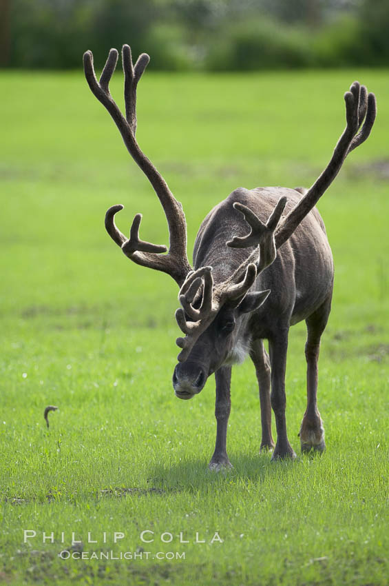 Caribou (reindeer)., Rangifer tarandus, natural history stock photograph, photo id 19098