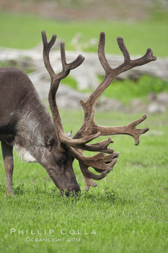 Caribou (reindeer)., Rangifer tarandus, natural history stock photograph, photo id 19102