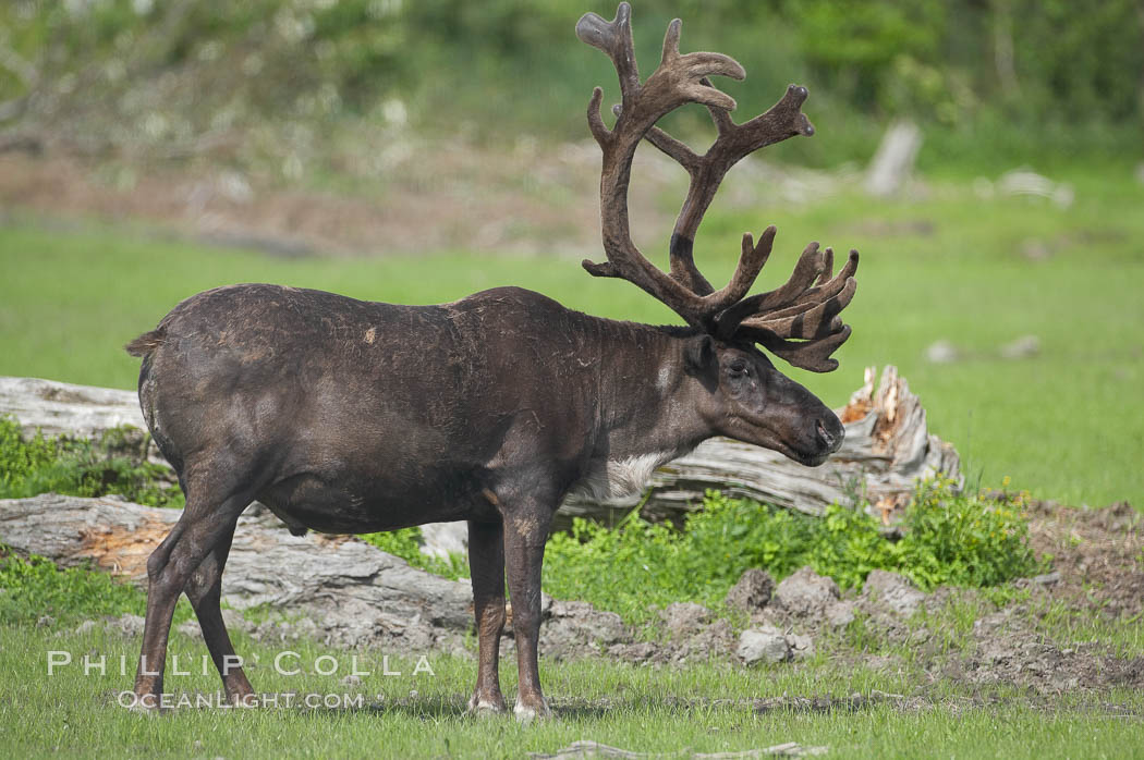 Caribou (reindeer)., Rangifer tarandus, natural history stock photograph, photo id 19096