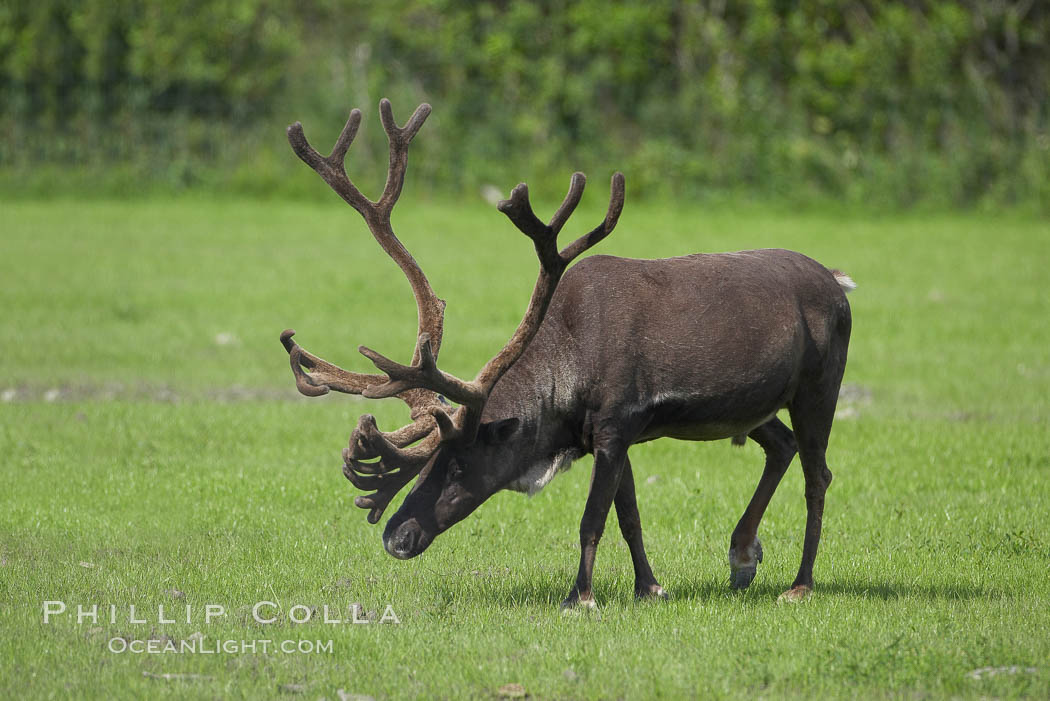 Caribou (reindeer)., Rangifer tarandus, natural history stock photograph, photo id 19100