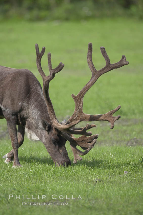 Caribou (reindeer)., Rangifer tarandus, natural history stock photograph, photo id 19095