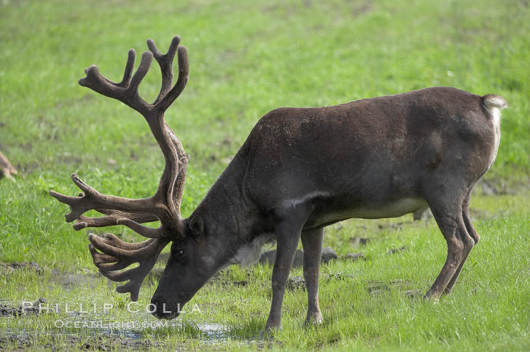 Caribou (reindeer)., Rangifer tarandus, natural history stock photograph, photo id 19099