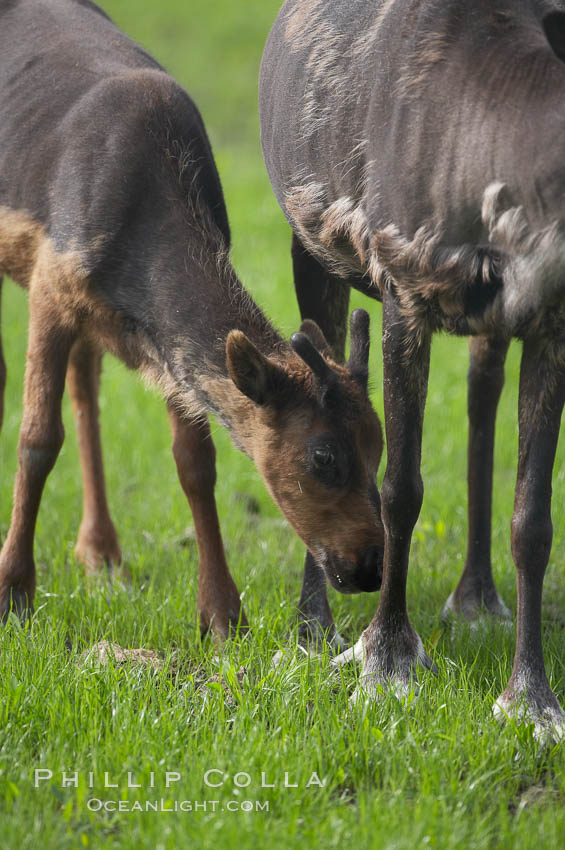 Caribou (reindeer)., Rangifer tarandus, natural history stock photograph, photo id 19103