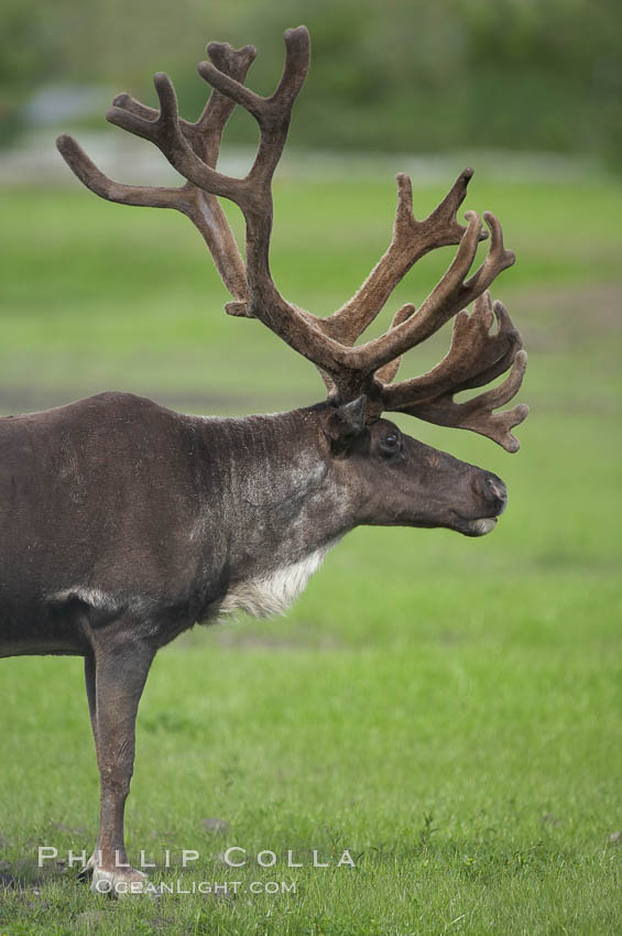 Caribou (reindeer)., Rangifer tarandus, natural history stock photograph, photo id 19097