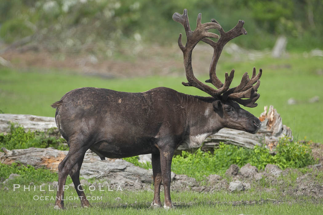 Caribou (reindeer)., Rangifer tarandus, natural history stock photograph, photo id 19101