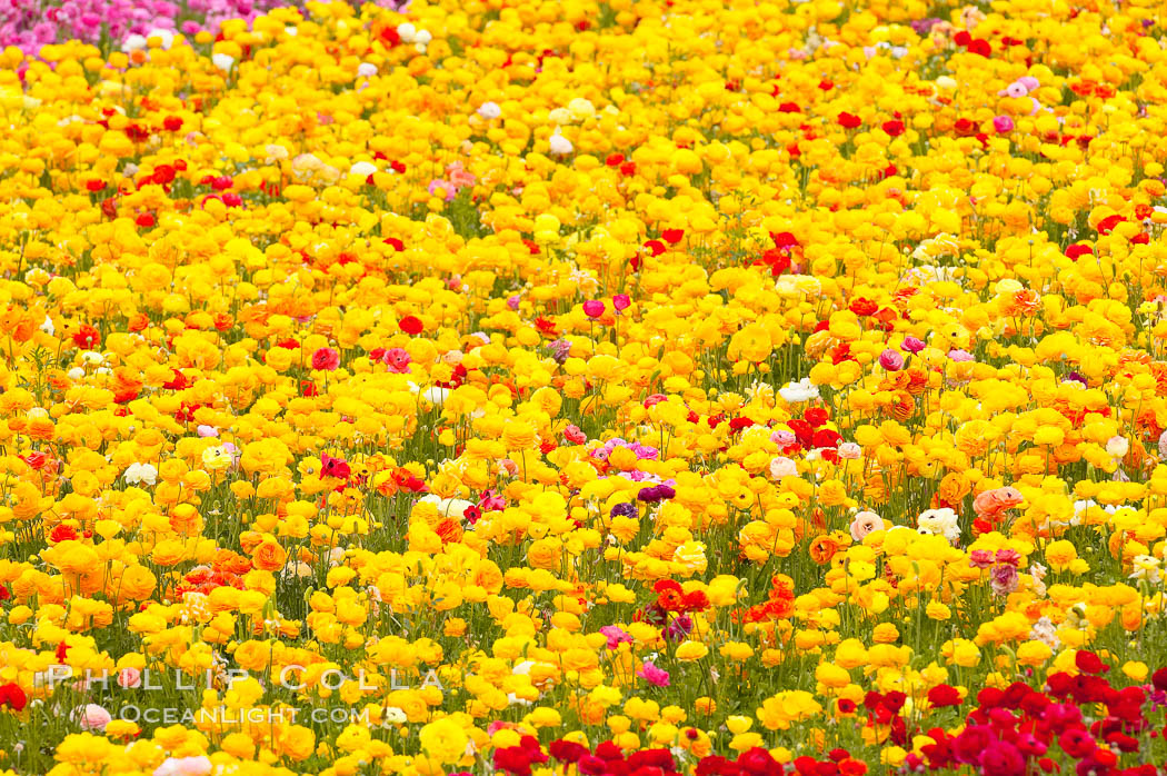 The Carlsbad Flower Fields, 50+ acres of flowering Tecolote Ranunculus flowers, bloom each spring from March through May. California, USA, natural history stock photograph, photo id 18914