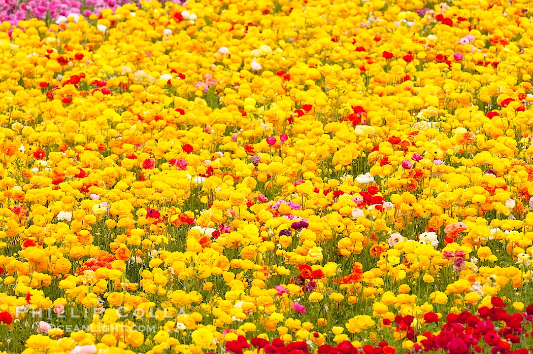 The Carlsbad Flower Fields, 50+ acres of flowering Tecolote Ranunculus flowers, bloom each spring from March through May., natural history stock photograph, photo id 18914