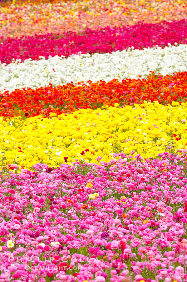 The Carlsbad Flower Fields, 50+ acres of flowering Tecolote Ranunculus flowers, bloom each spring from March through May., natural history stock photograph, photo id 18918