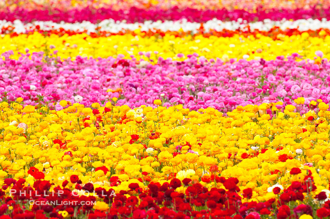 The Carlsbad Flower Fields, 50+ acres of flowering Tecolote Ranunculus flowers, bloom each spring from March through May., natural history stock photograph, photo id 18926