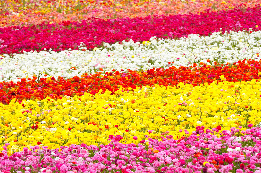 The Carlsbad Flower Fields, 50+ acres of flowering Tecolote Ranunculus flowers, bloom each spring from March through May. California, USA, natural history stock photograph, photo id 18916