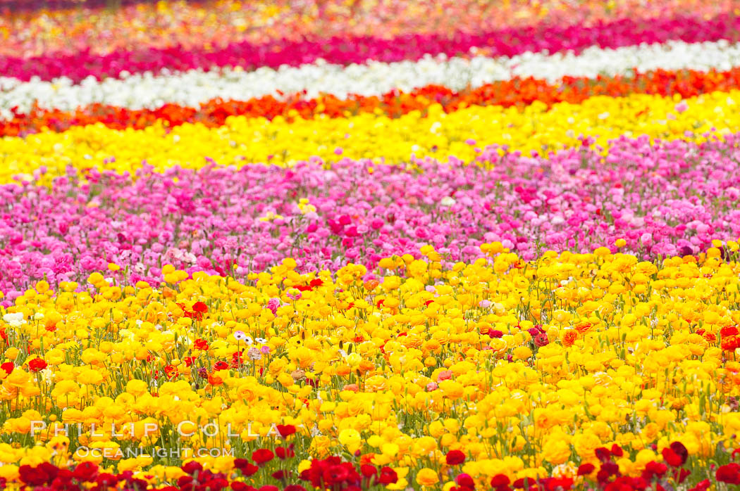 The Carlsbad Flower Fields, 50+ acres of flowering Tecolote Ranunculus flowers, bloom each spring from March through May. California, USA, natural history stock photograph, photo id 18924
