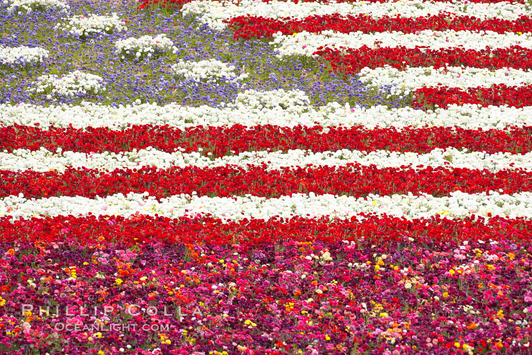 An American Flag composed of flowers at the Carlsbad Flower Fields.  The Flower Fields, 50+ acres of flowering Tecolote Ranunculus flowers, bloom each spring from March through May. California, USA, natural history stock photograph, photo id 18928