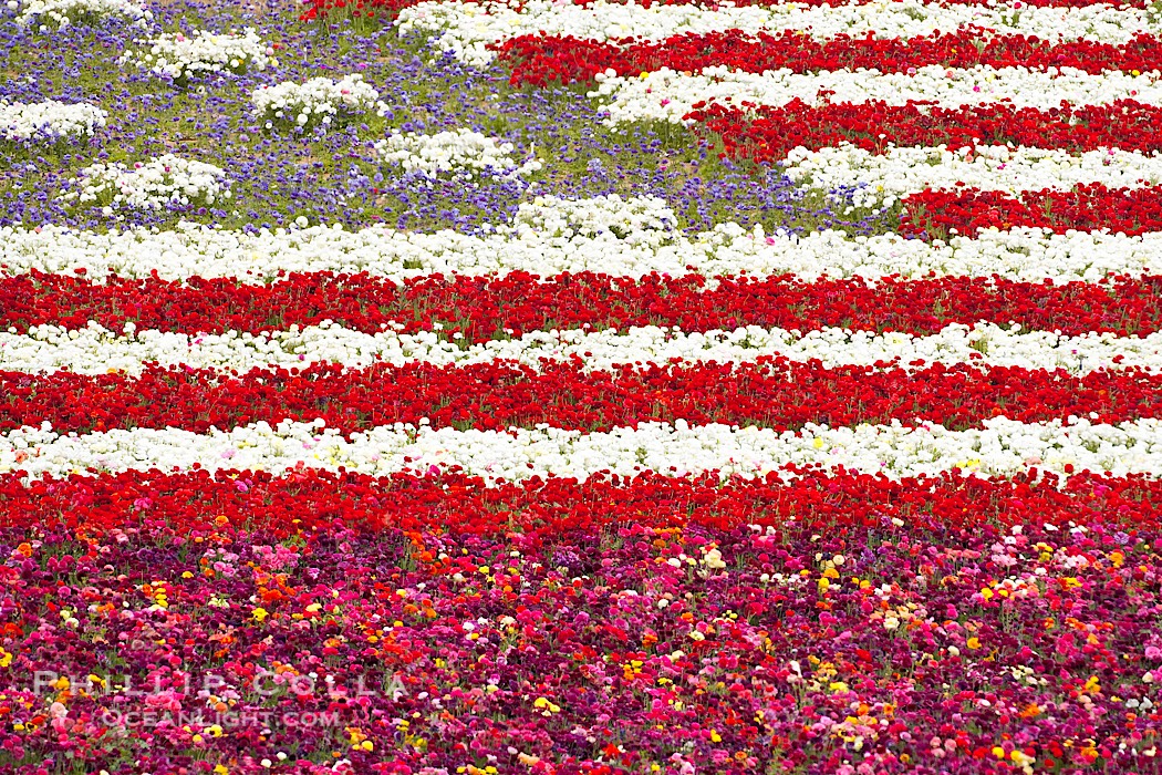 An American Flag composed of flowers at the Carlsbad Flower Fields.  The Flower Fields, 50+ acres of flowering Tecolote Ranunculus flowers, bloom each spring from March through May., natural history stock photograph, photo id 18928