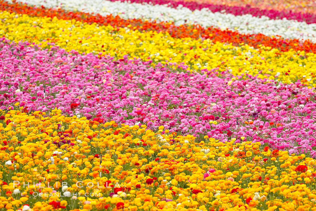 The Carlsbad Flower Fields, 50+ acres of flowering Tecolote Ranunculus flowers, bloom each spring from March through May. California, USA, natural history stock photograph, photo id 18911