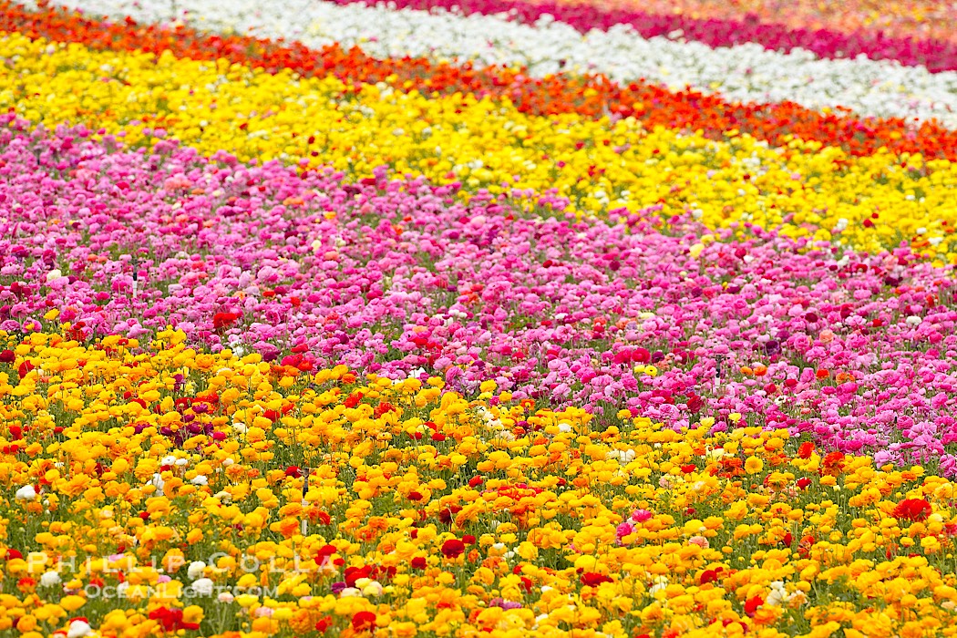 The Carlsbad Flower Fields, 50+ acres of flowering Tecolote Ranunculus flowers, bloom each spring from March through May., natural history stock photograph, photo id 18911