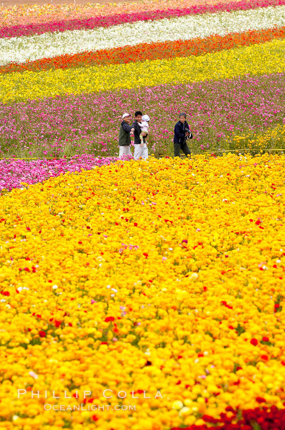 The Carlsbad Flower Fields, 50+ acres of flowering Tecolote Ranunculus flowers, bloom each spring from March through May. California, USA, natural history stock photograph, photo id 18919