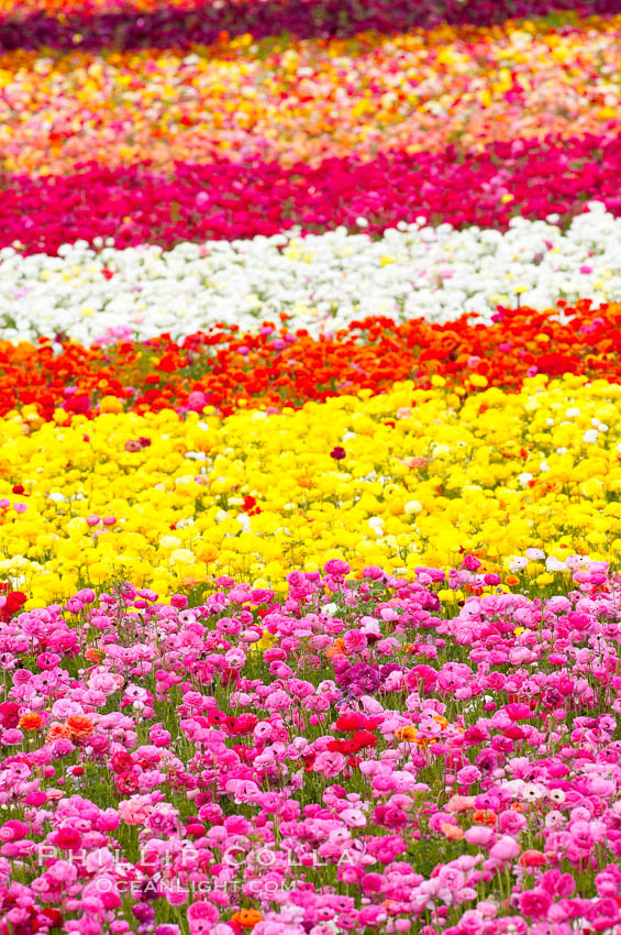 The Carlsbad Flower Fields, 50+ acres of flowering Tecolote Ranunculus flowers, bloom each spring from March through May. California, USA, natural history stock photograph, photo id 18923