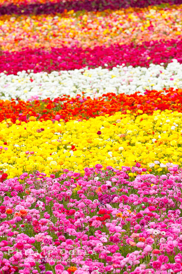 The Carlsbad Flower Fields, 50+ acres of flowering Tecolote Ranunculus flowers, bloom each spring from March through May., natural history stock photograph, photo id 18923