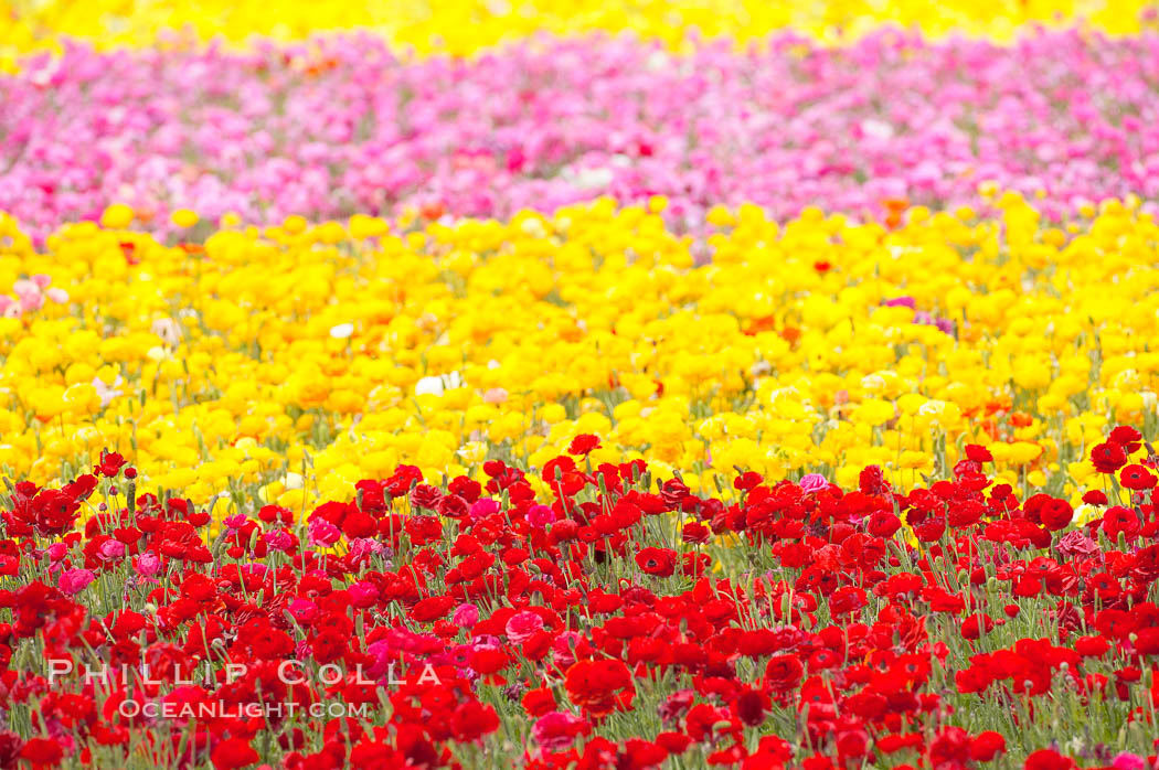 The Carlsbad Flower Fields, 50+ acres of flowering Tecolote Ranunculus flowers, bloom each spring from March through May. California, USA, natural history stock photograph, photo id 18927
