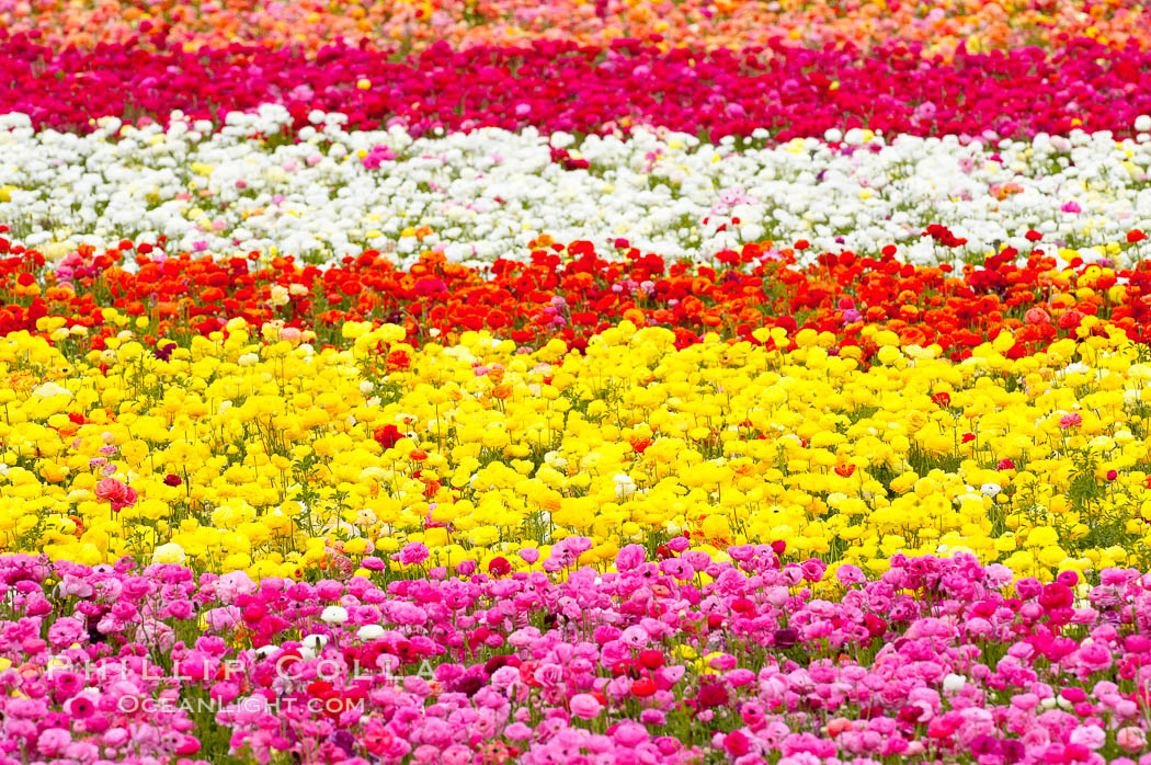 The Carlsbad Flower Fields, 50+ acres of flowering Tecolote Ranunculus flowers, bloom each spring from March through May. California, USA, natural history stock photograph, photo id 18913