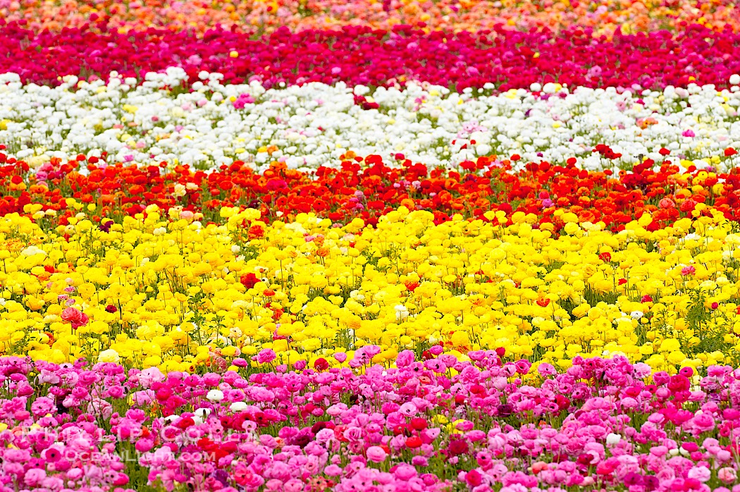 The Carlsbad Flower Fields, 50+ acres of flowering Tecolote Ranunculus flowers, bloom each spring from March through May., natural history stock photograph, photo id 18913