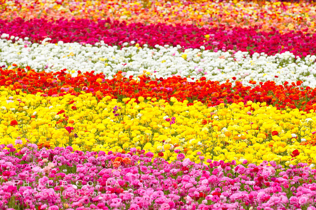 The Carlsbad Flower Fields, 50+ acres of flowering Tecolote Ranunculus flowers, bloom each spring from March through May. California, USA, natural history stock photograph, photo id 18917