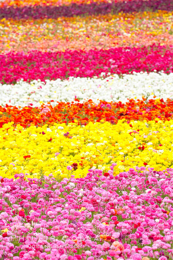The Carlsbad Flower Fields, 50+ acres of flowering Tecolote Ranunculus flowers, bloom each spring from March through May. California, USA, natural history stock photograph, photo id 18921