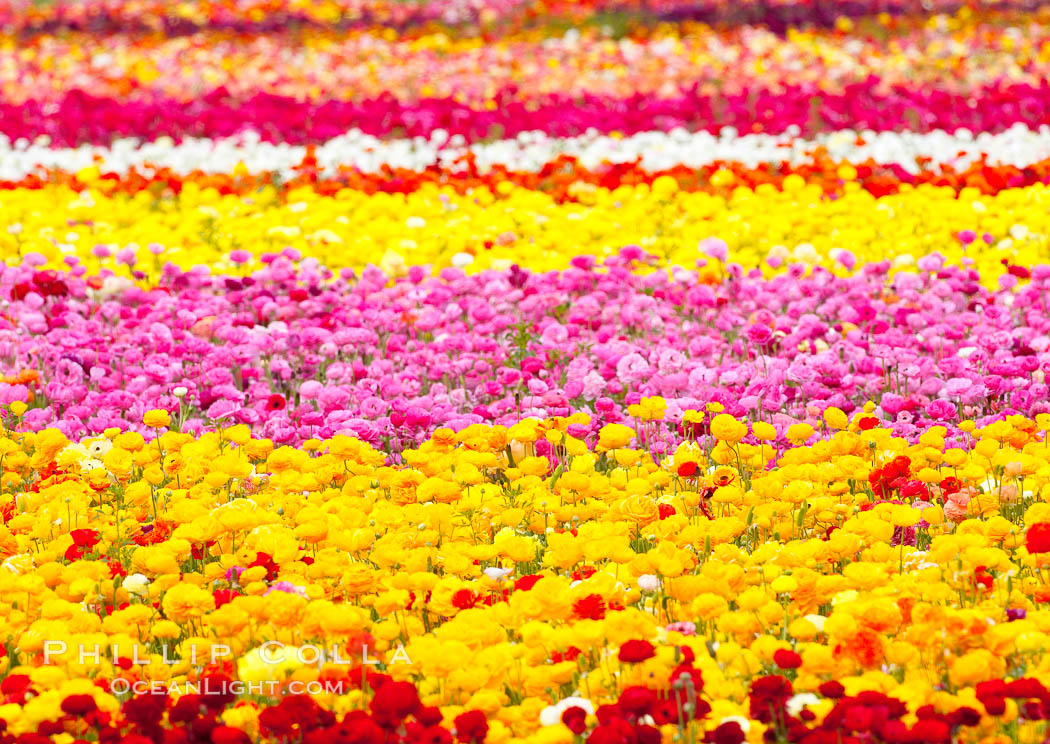 The Carlsbad Flower Fields, 50+ acres of flowering Tecolote Ranunculus flowers, bloom each spring from March through May. California, USA, natural history stock photograph, photo id 18925