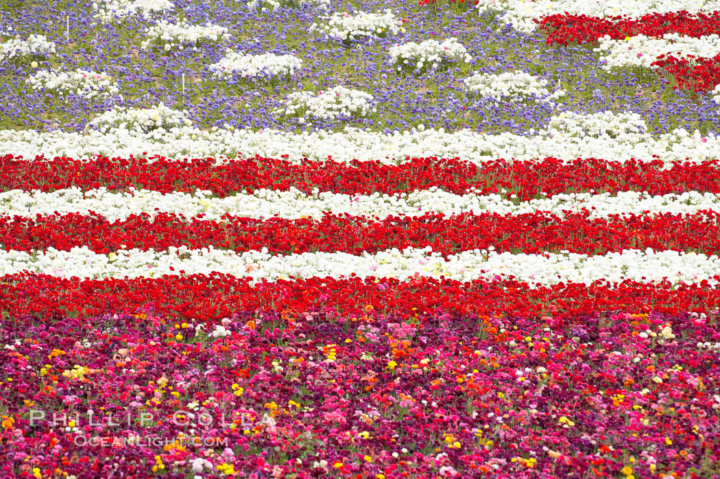 An American Flag composed of flowers at the Carlsbad Flower Fields.  The Flower Fields, 50+ acres of flowering Tecolote Ranunculus flowers, bloom each spring from March through May. California, USA, natural history stock photograph, photo id 18929