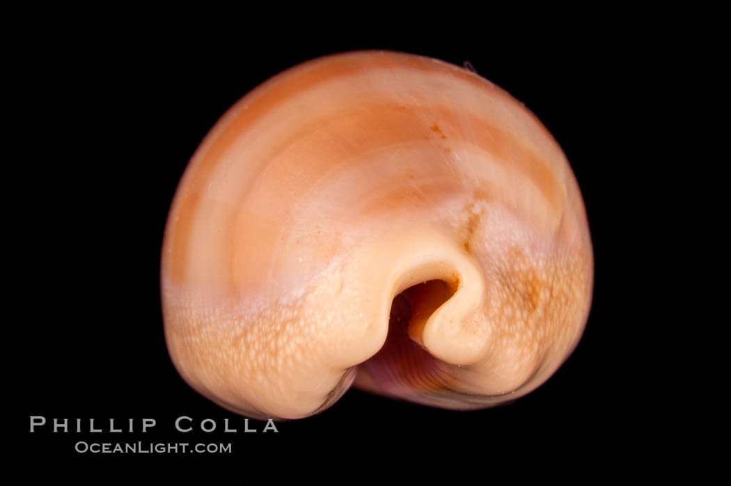 Carnelian Cowrie., Cypraea carneola crassa, natural history stock photograph, photo id 08004