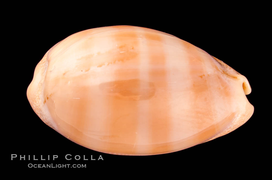 Carnelian Cowrie., Cypraea carneola crassa, natural history stock photograph, photo id 08001