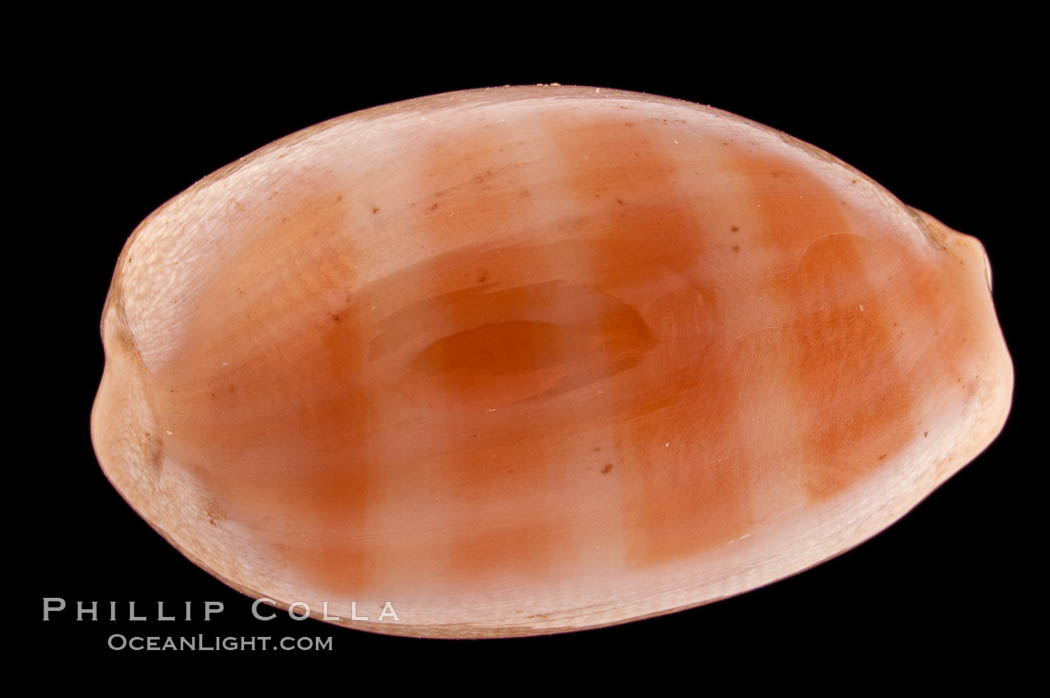 Carnelian Cowrie., Cypraea carneola, natural history stock photograph, photo id 08361