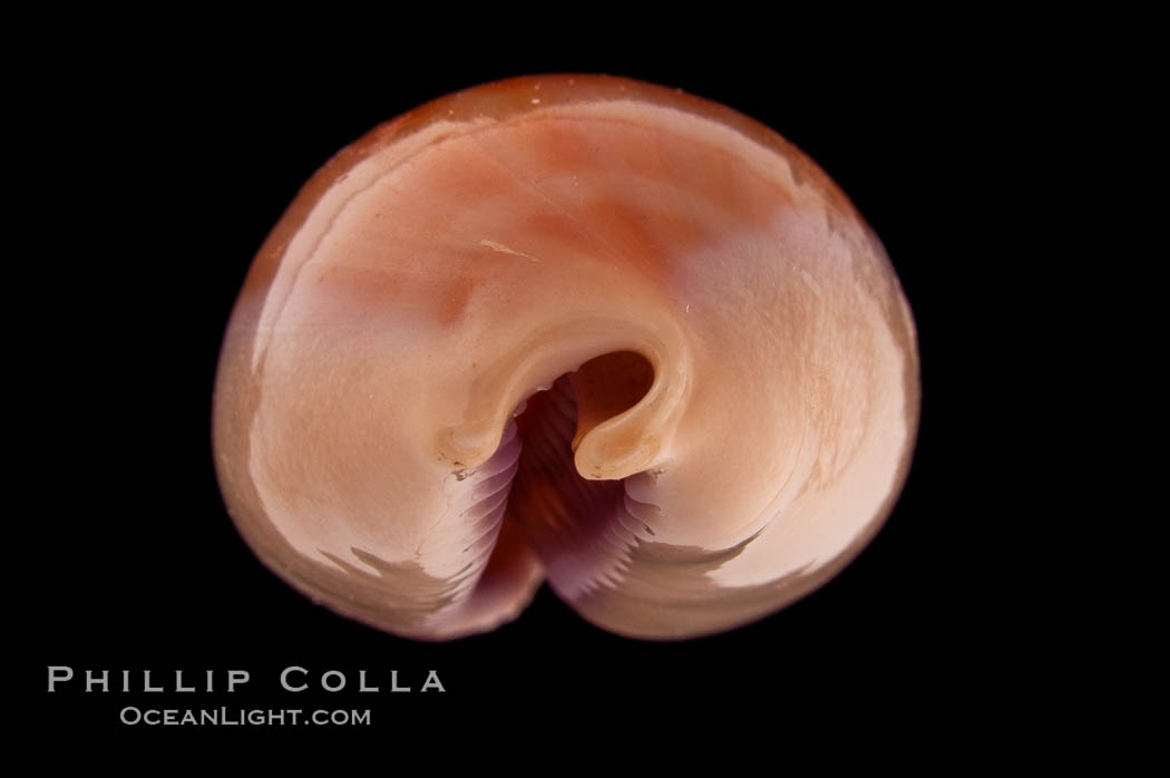 Carnelian Cowrie., Cypraea carneola propinqua, natural history stock photograph, photo id 08360