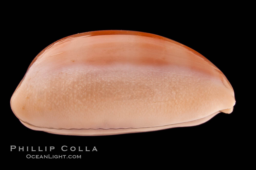 Carnelian Cowrie., Cypraea carneola propinqua, natural history stock photograph, photo id 08359