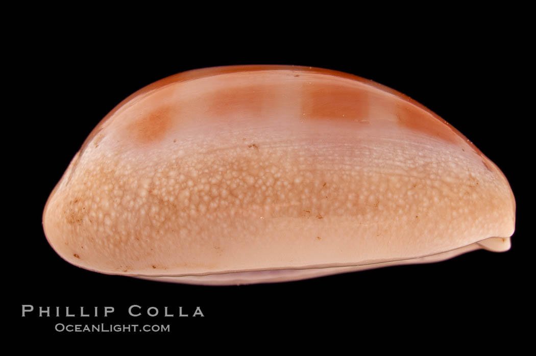 Carnelian Cowrie., Cypraea carneola, natural history stock photograph, photo id 08363